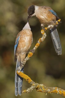 Azure-winged Magpie