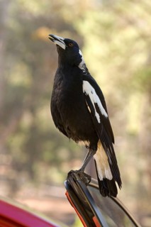Australian Magpie