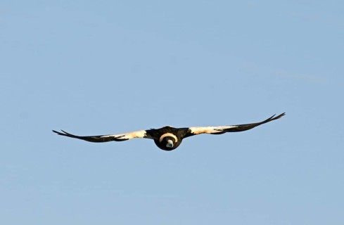 Australian Magpie