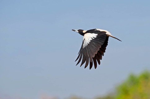 Australian Magpie