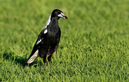 Australian Magpie