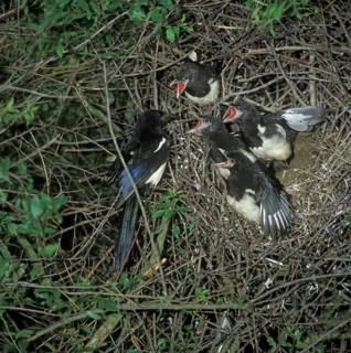 Common Magpie