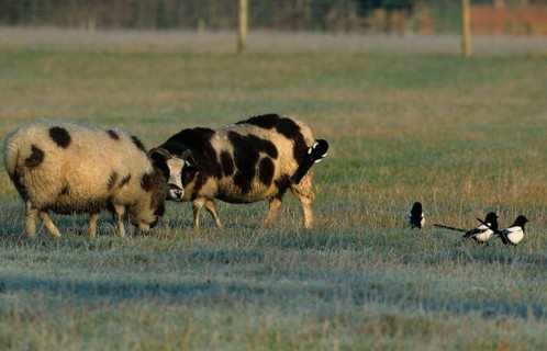 European magpie