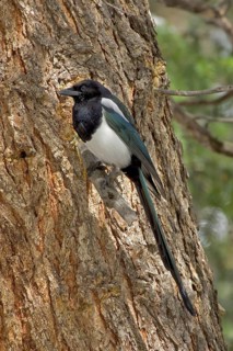 Black-billed magpie
