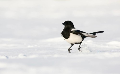 Adult european magpie