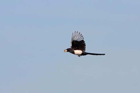 European magpie