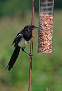 European magpie