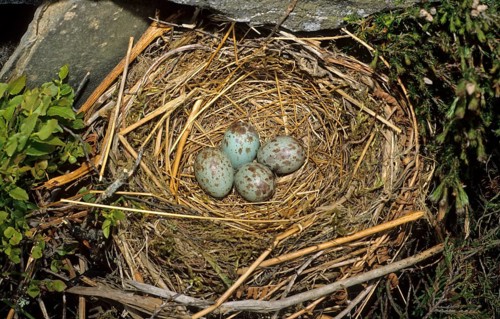 Ring ouzels