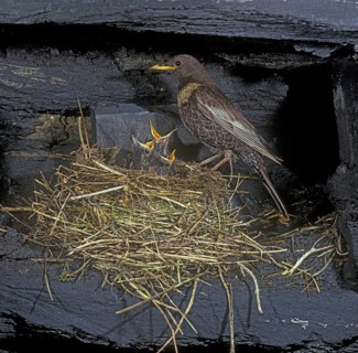 Ring ouzel