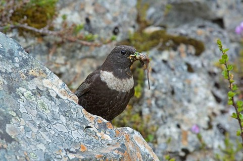 Ring ouzel
