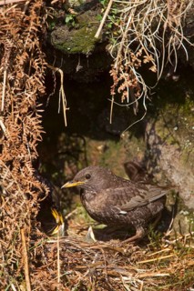 Ring ouzel