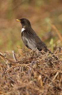 Ring ouzel