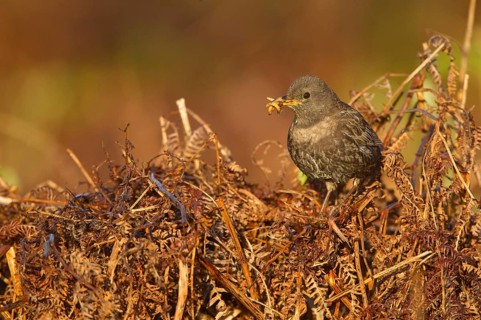 Ring ouzel