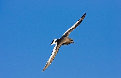 White-winged Petrel