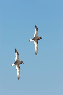 White-winged Petrel