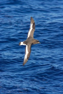 White-winged Petrel