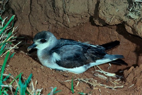 Black-winged Petrel