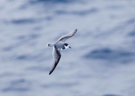 Blue petrel