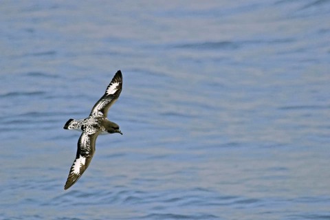 Pintado or Cape Petrel