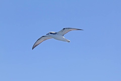 Cook's Petrel