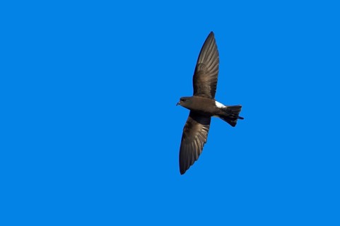 Wilson's storm petrel