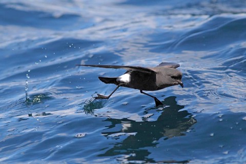 Wilson's Storm-petrel