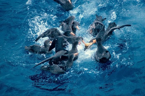 Southern giant petrel