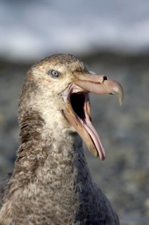 Southern giant petrel