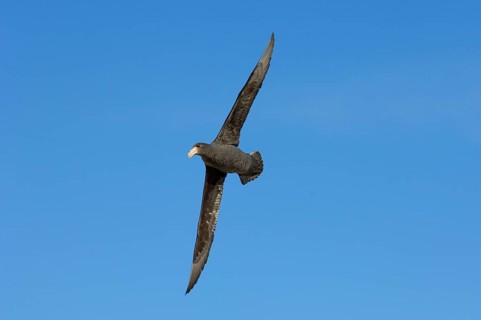 Southern giant petrel