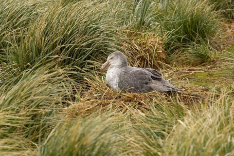 Southern giant petrel