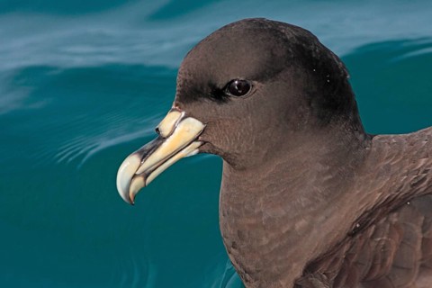 Adult white-chinned petrel