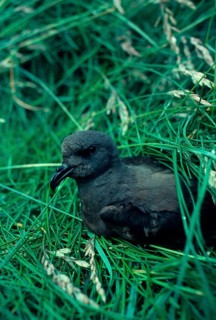 Leach's Petrel Close-up