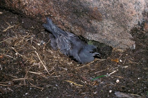 Leach's Storm Petrel At nest with young