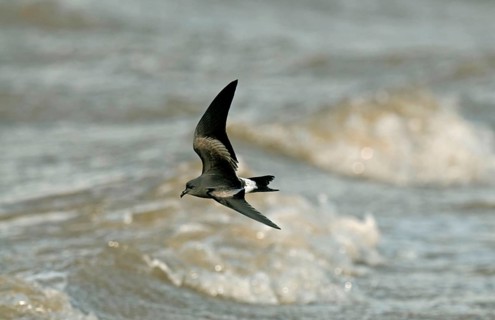Leach's Petrel