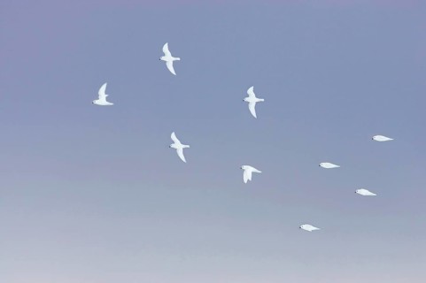 Snow petrel