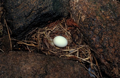Storm Petrel