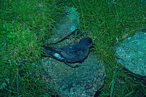 Storm Petrel