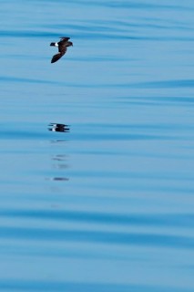 European Storm-petrel