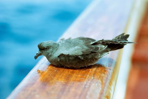 Band-rumped storm petrel