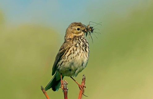 Meadow Pipit