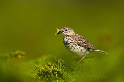 Meadow Pipit