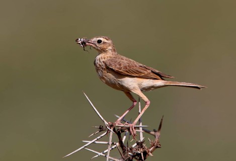 Stilt Pipit