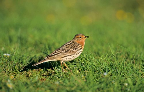 Red-throated Pipit