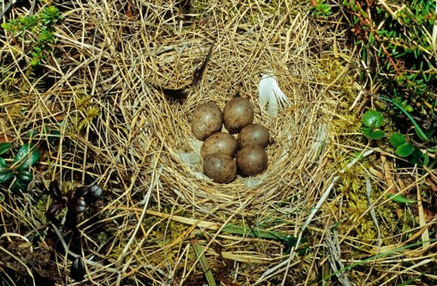 Red-throated pipit