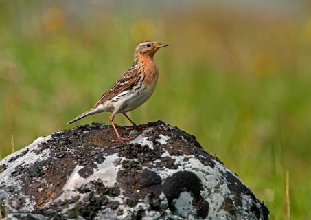 Red-throated pipit
