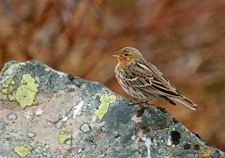 Red-throated pipit