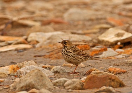 Red-throated Pipit