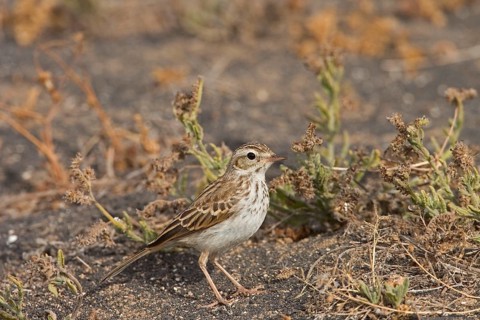 Adult Berthelot's Pipit