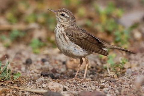 Adult Berthelot's Pipit