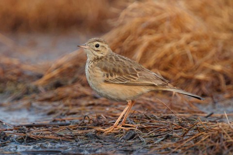 Richard's richard's pipit